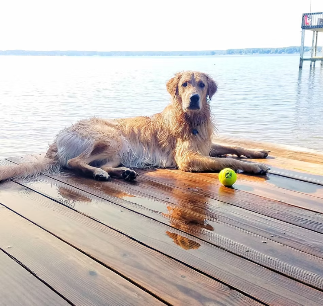 Our dog Buddy by the lake